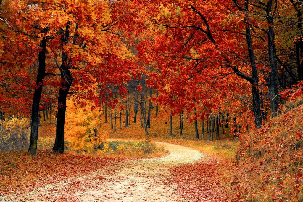 Falling autumn leaves on the road to a new adventure and endeavor