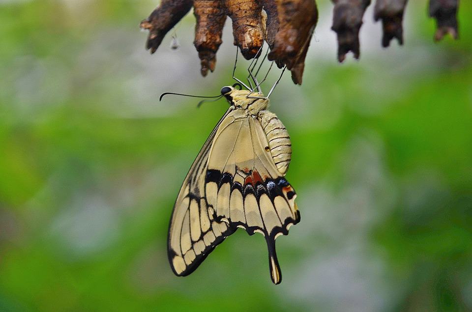 Beautiful butterfly emerges of its cocoon showing beautiful life transformation