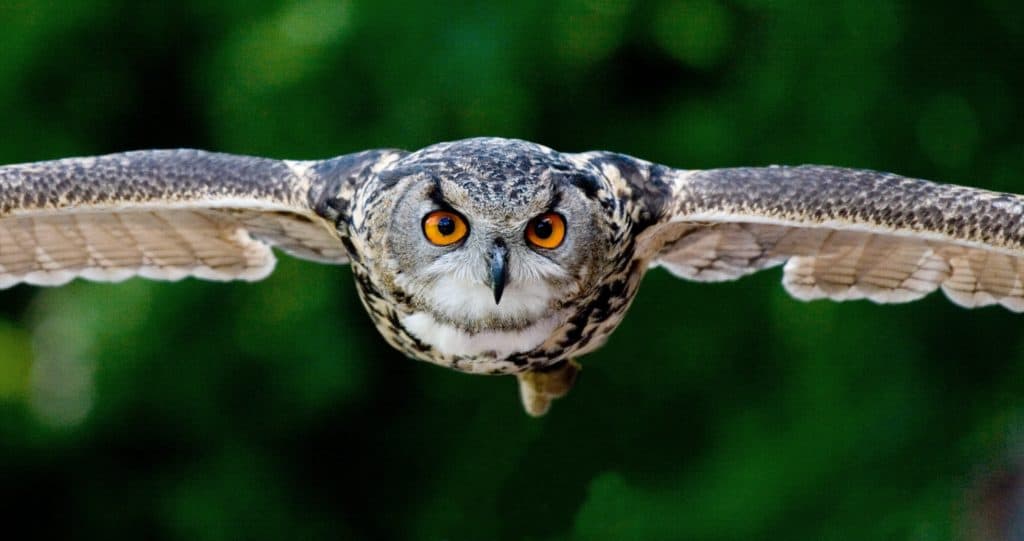 A beautiful yellow eyed owl flying very focused 