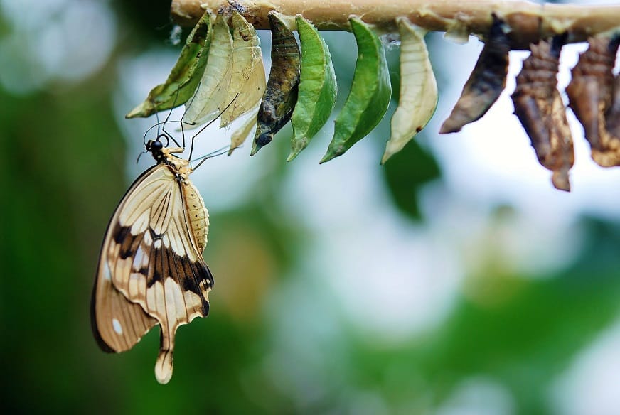 Beautiful butterfly emerging from a cocoon