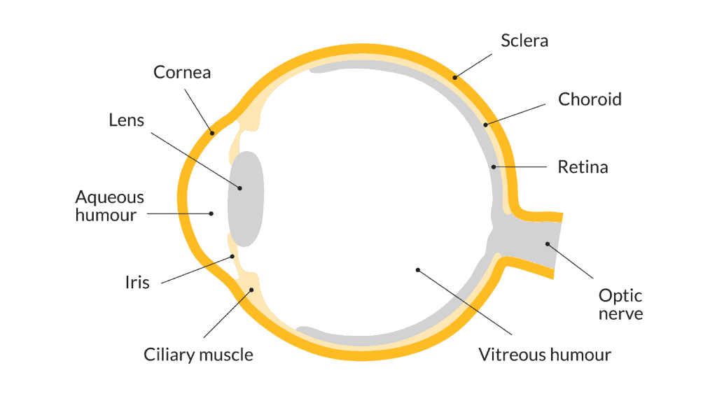 Scientific sketch of the physical structure of the eye including reverse optical illusion 
