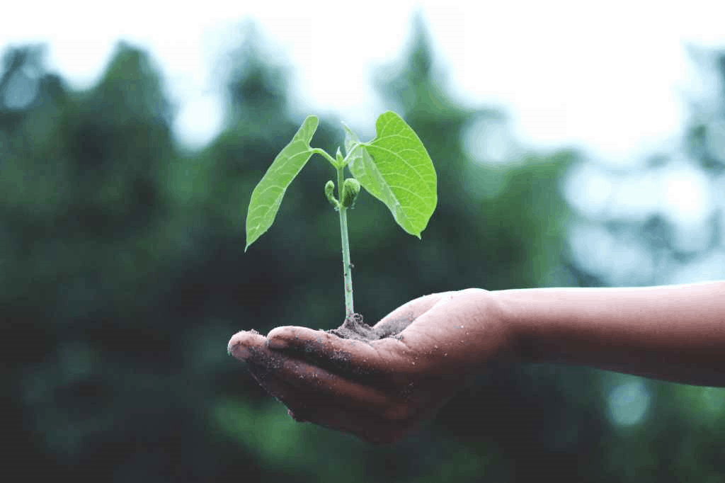 Small seed plant nurtured by a person holding it in his hand supporting it
