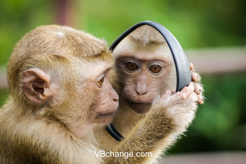 Monkey looking in a used mirror