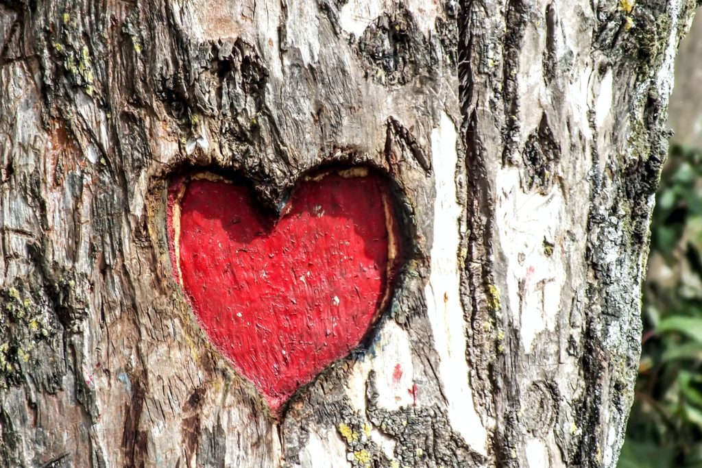 A red heart inside a tree, presenting abundance of loving that is coming deep from within