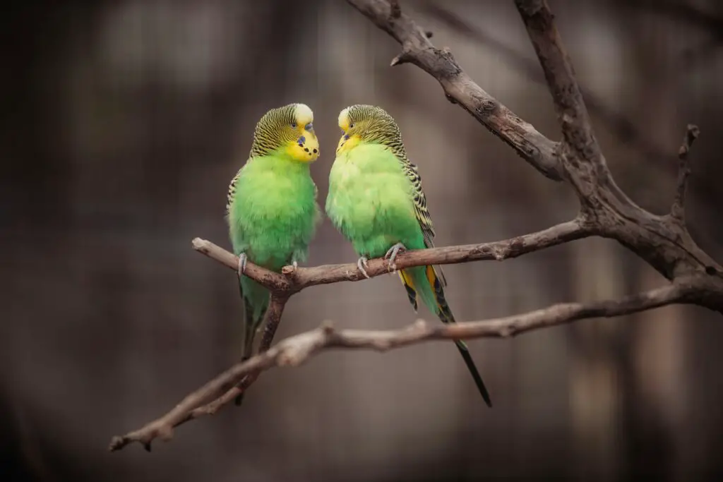 Beautiful cute couple of parrots in love with each other - 50 Best Cute Quotes
