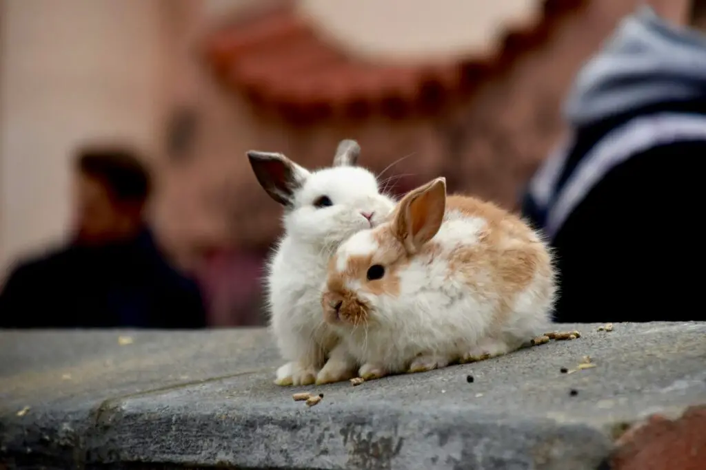 Beautiful cute couple of bunnies in love with each other - 50 Best Cute Quotes
